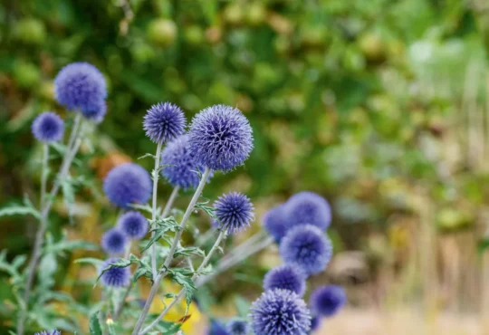 ji300722echinops009-112632c