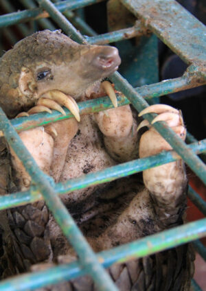 pangolins